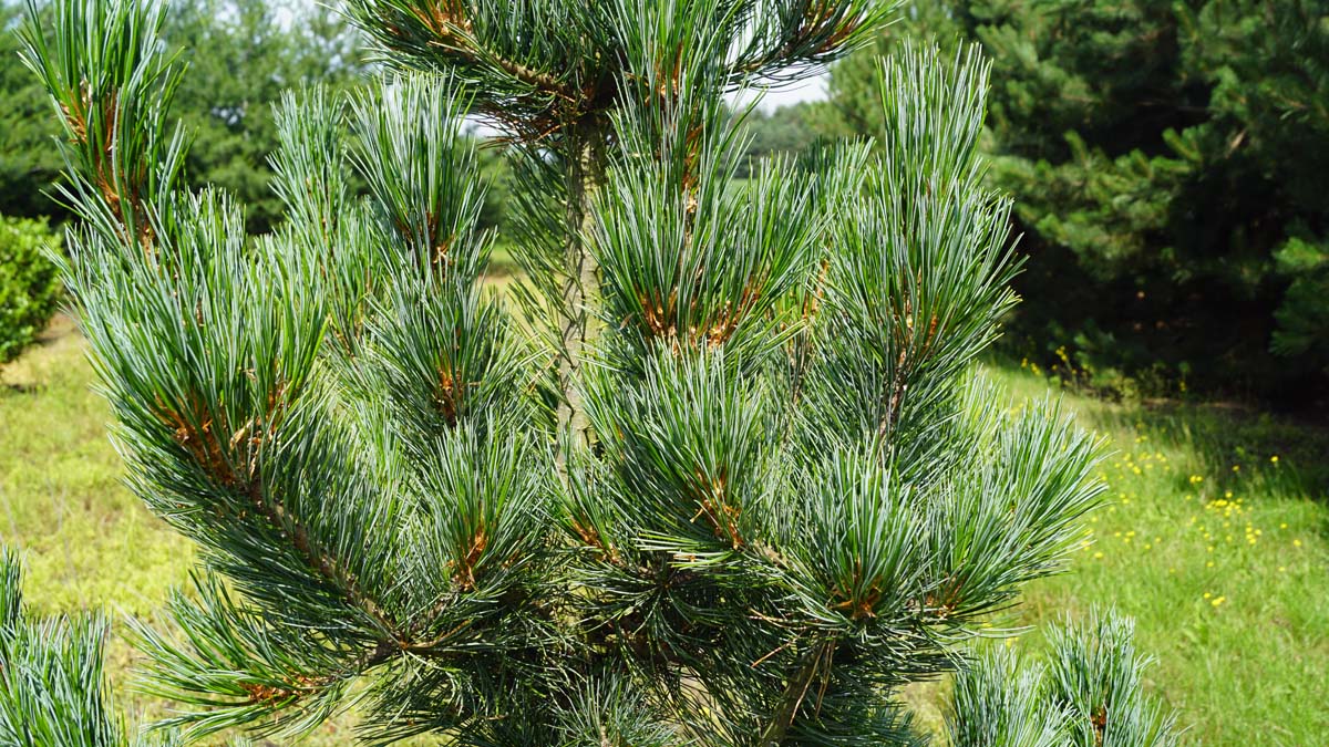 Pinus cembra twijg