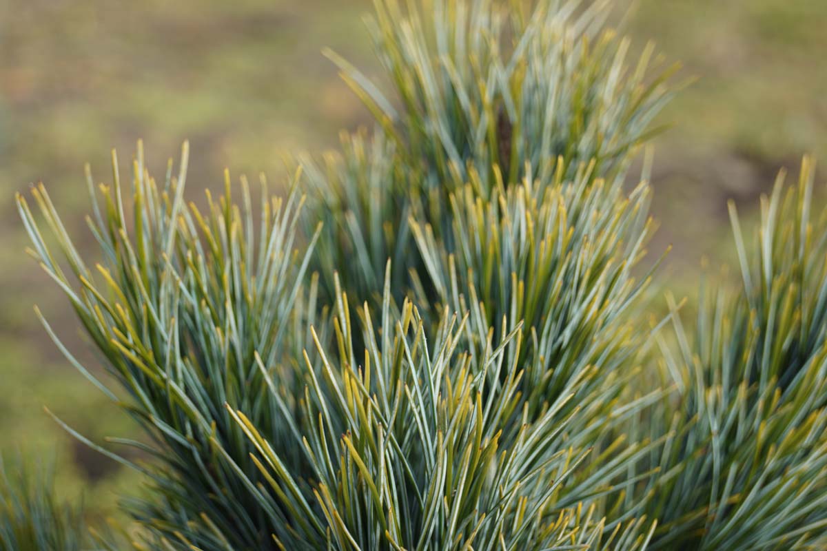 Pinus cembra 'Glauca' Tuinplanten