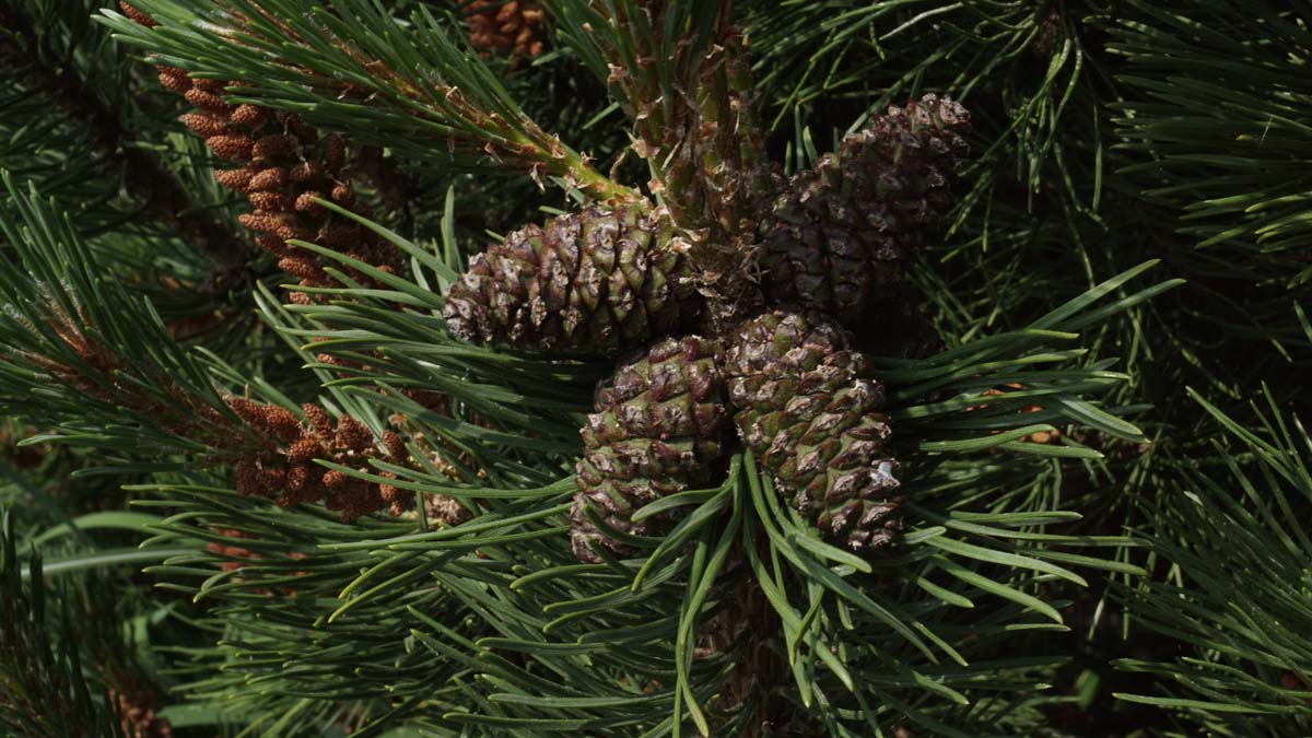 Pinus mugo mugo Tuinplanten