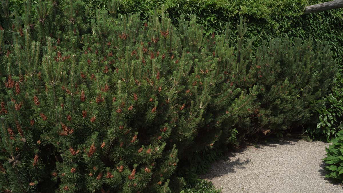 Pinus mugo mugo meerstammig / struik