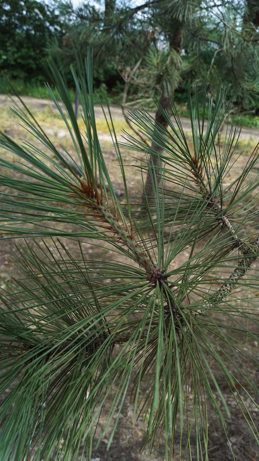 Pinus jeffreyi solitair