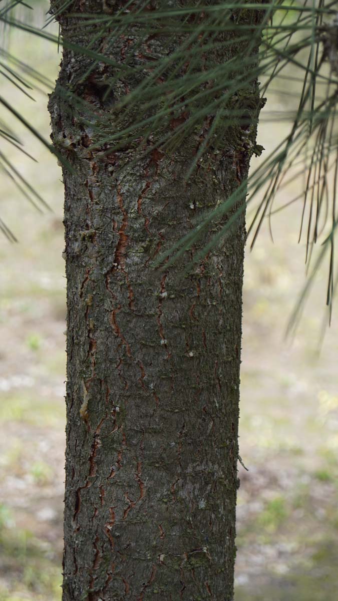 Pinus jeffreyi solitair