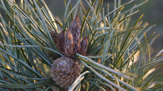 Pinus koraiensis 'Silveray' Tuinplanten