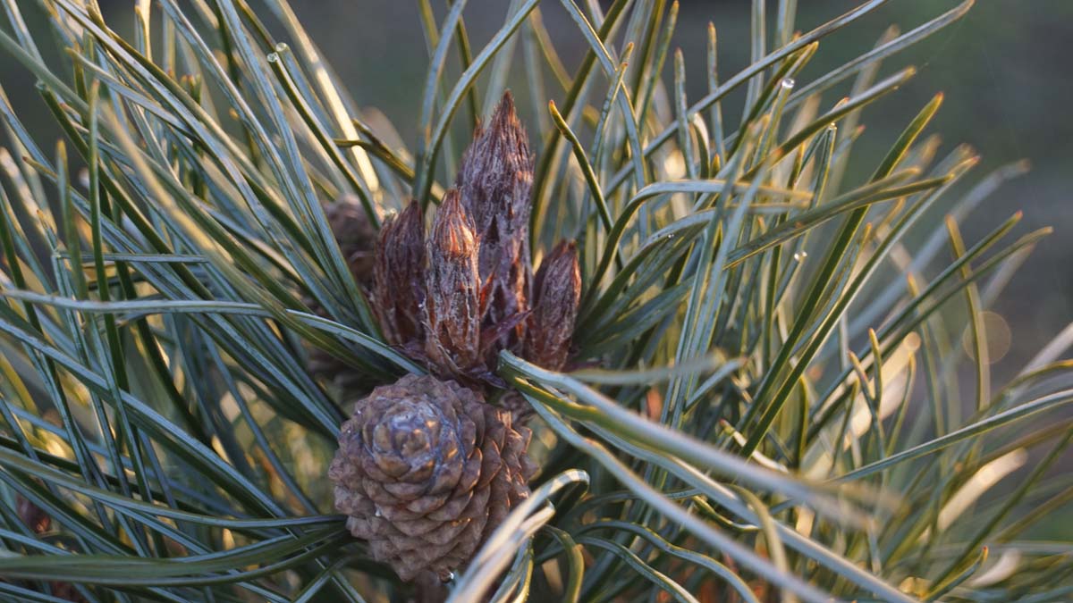 Pinus koraiensis 'Silveray' Tuinplanten