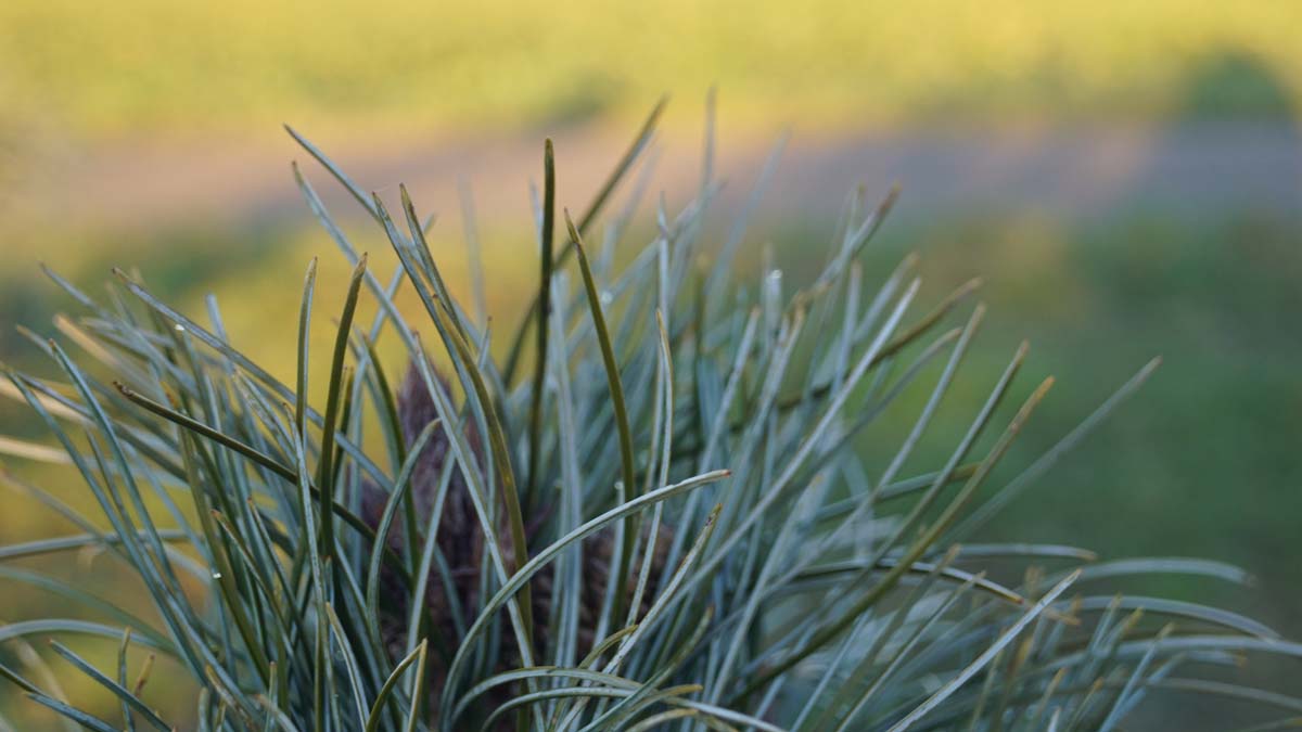 Pinus koraiensis 'Silveray' Tuinplanten