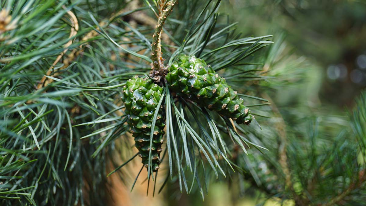 Pinus nigra nigra Tuinplanten kegel