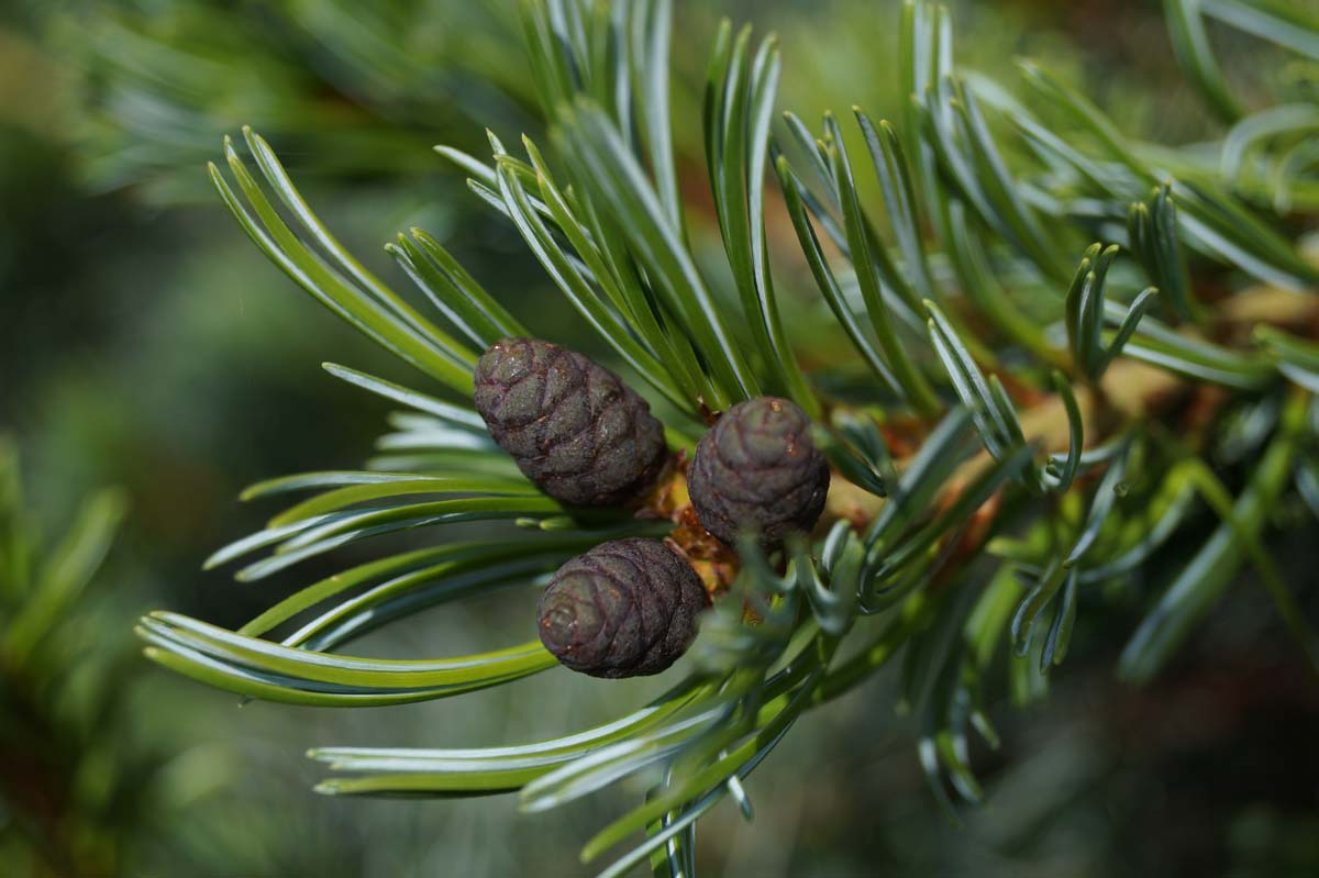 Pinus parviflora 'Glauca' Tuinplanten kegel