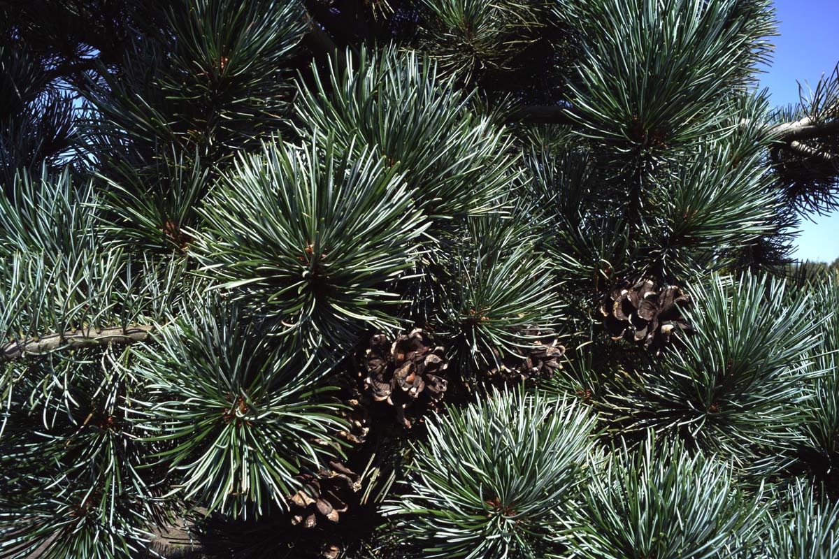 Pinus parviflora 'Glauca' naald
