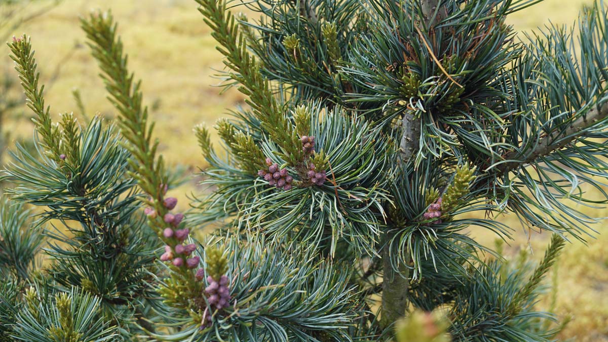 Pinus parviflora 'Glauca' op stam stam