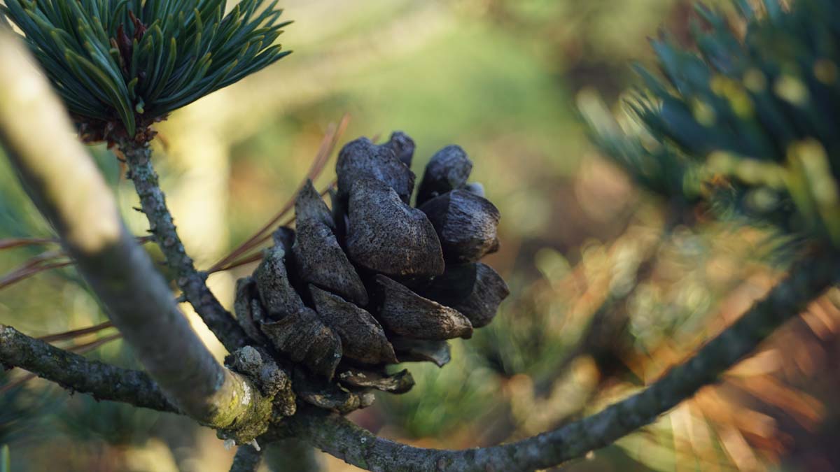 Pinus parviflora 'Green Monkey' Tuinplanten