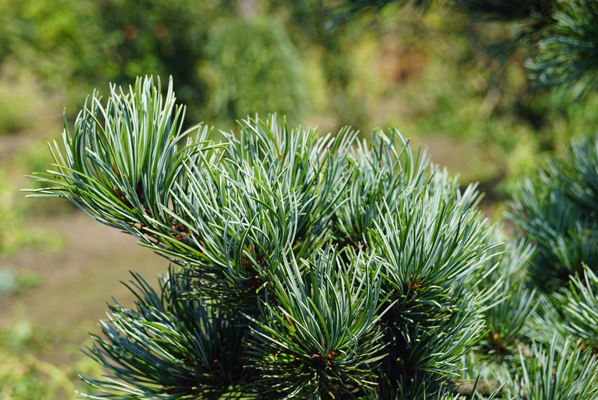 Pinus parviflora 'Negishi' naald