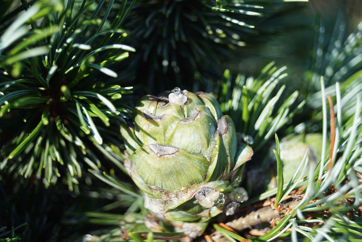 Pinus parviflora 'Negishi' Tuinplanten kegel