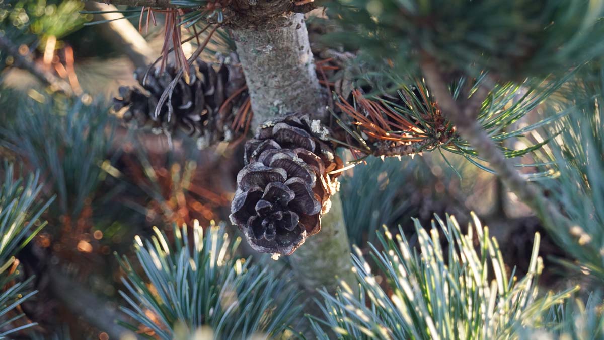 Pinus parviflora 'Negishi' meerstammig / struik kegel