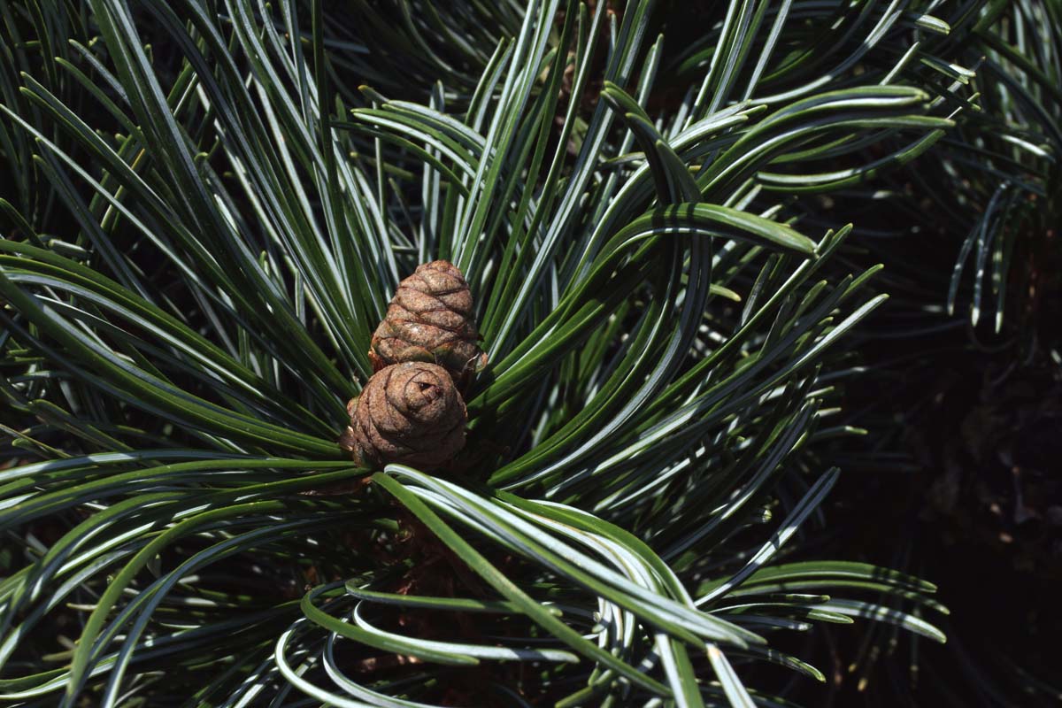 Pinus parviflora 'Tempelhof'