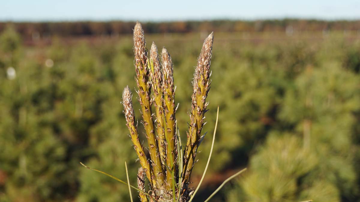 Pinus peuce Tuinplanten