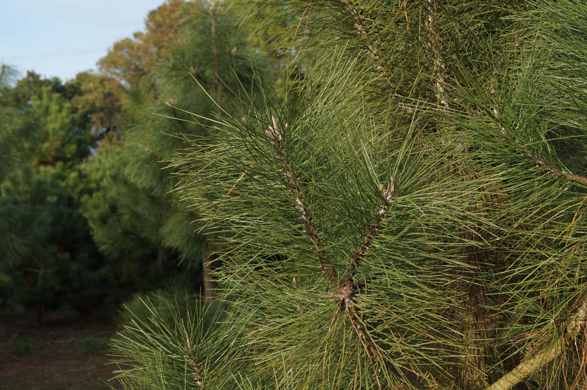 Pinus ponderosa Tuinplanten