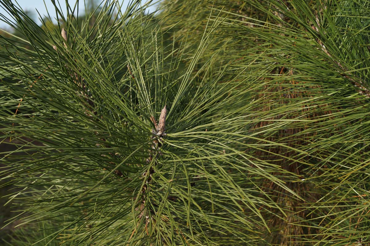 Pinus ponderosa op stam