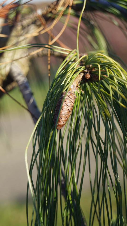 Pinus strobus 'Pendula' Tuinplanten