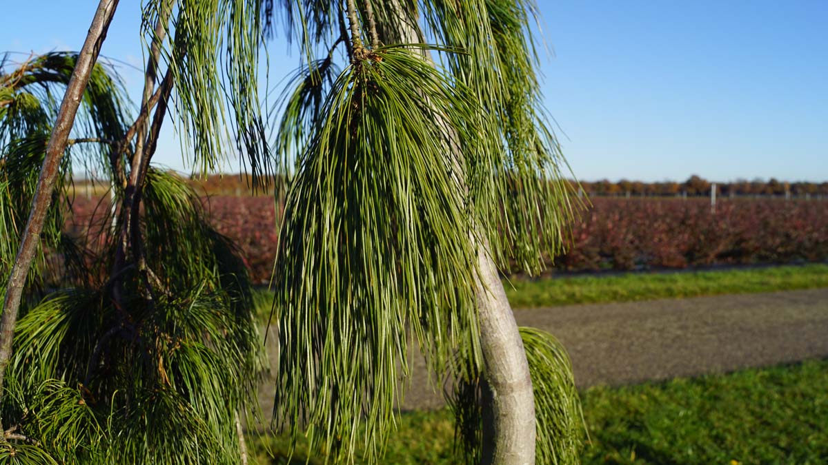 Pinus strobus 'Pendula' Tuinplanten