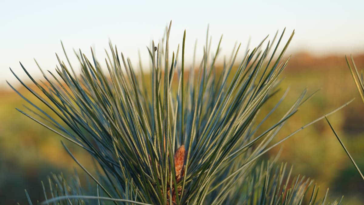 Pinus strobus 'Radiata' Tuinplanten naald