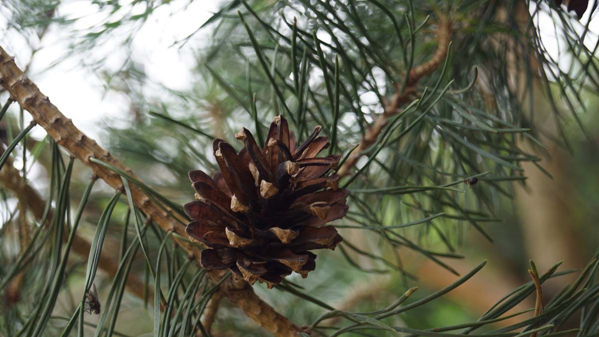 Pinus sylvestris dakboom kegel