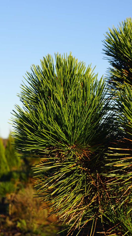 Pinus thunbergii 'Thunderhead' Tuinplanten naald