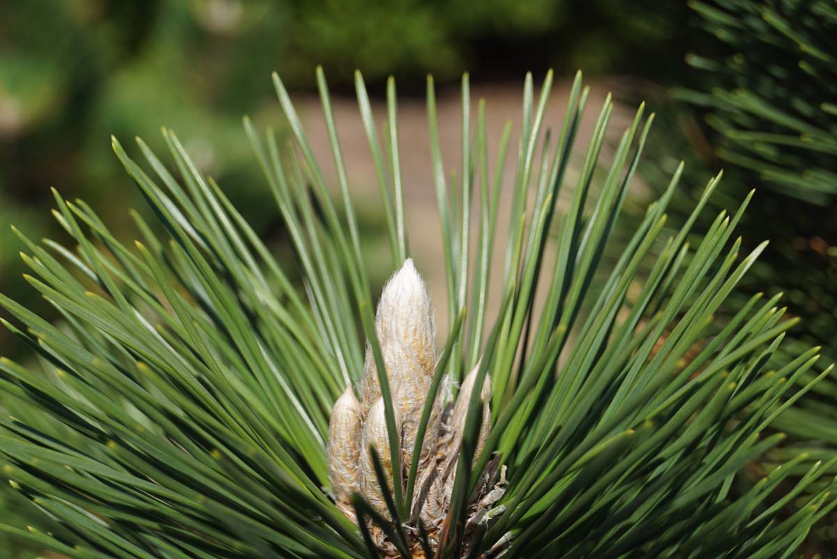 Pinus thunbergii 'Thunderhead'
