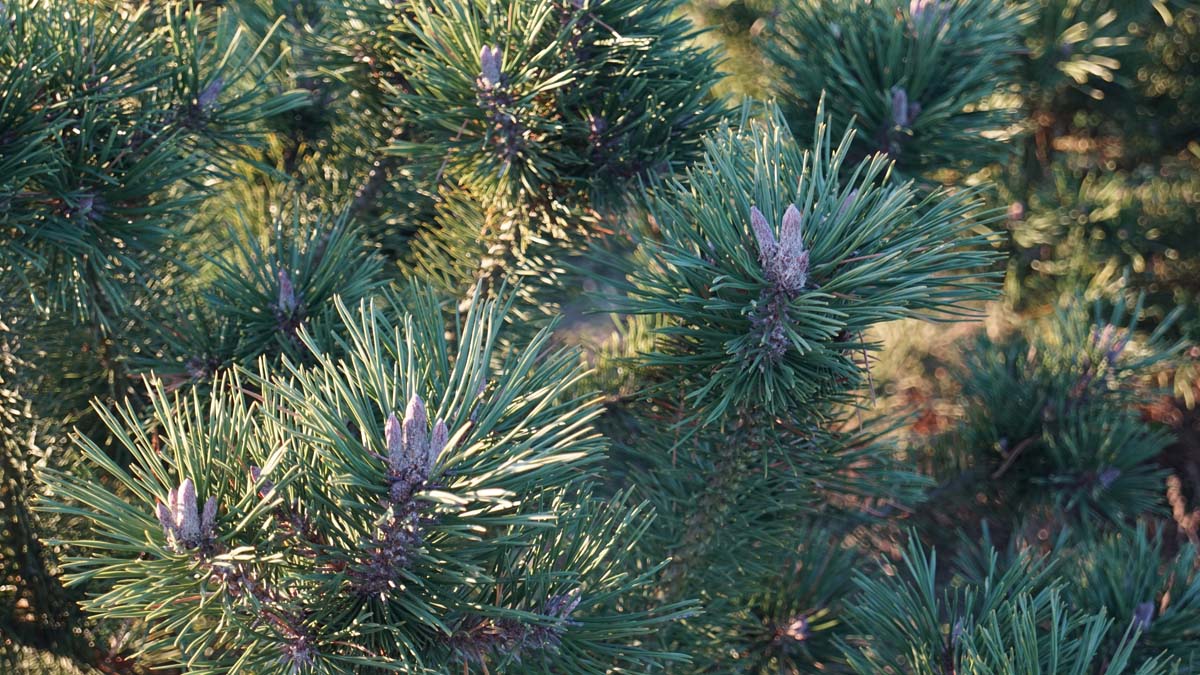 Pinus mugo uncinata Tuinplanten