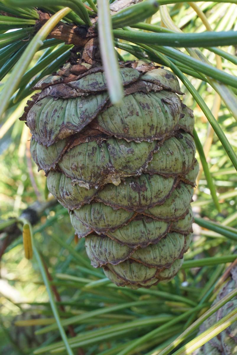 Sciadopitys verticillata meerstammig / struik kegel