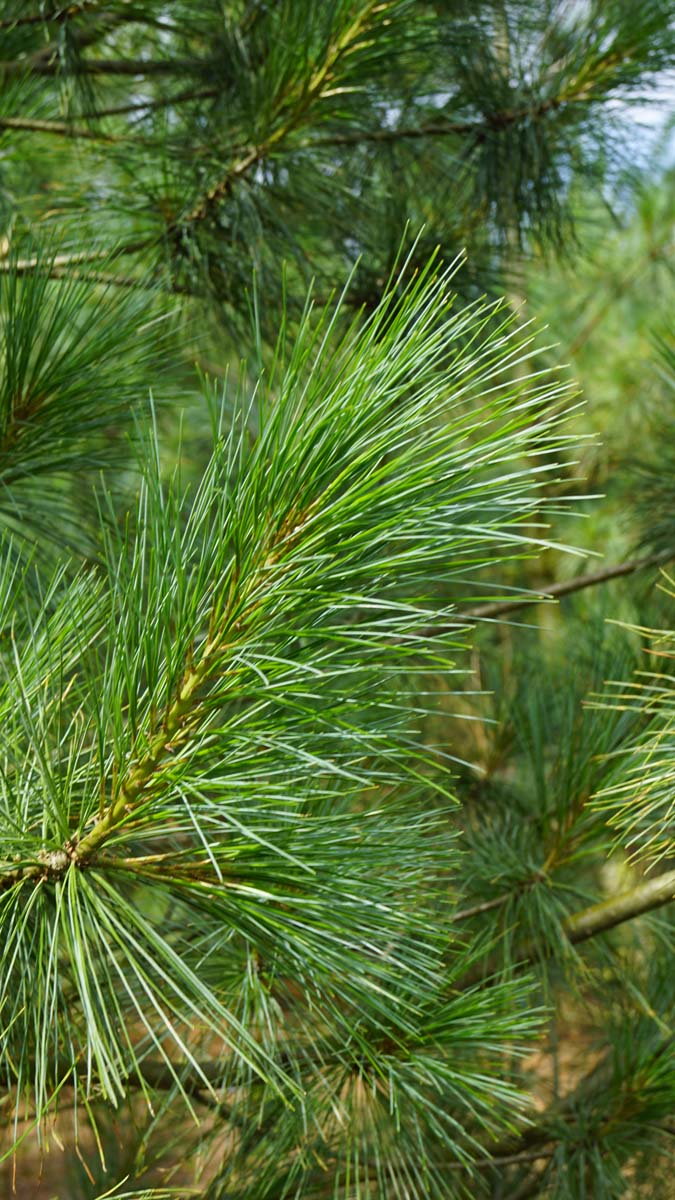 Pinus wallichiana haagplant naald