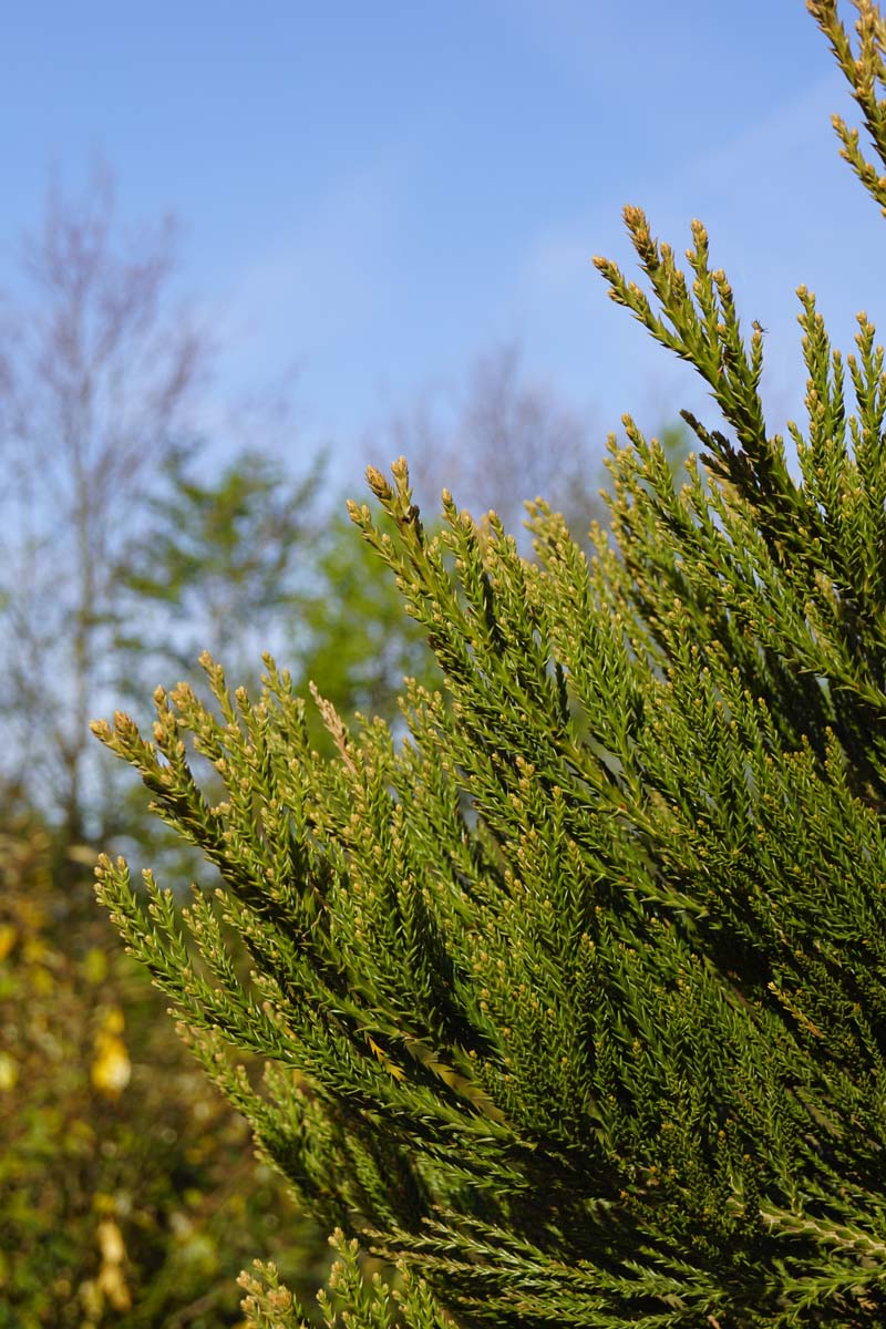 Sequoiadendron giganteum meerstammig / struik twijg