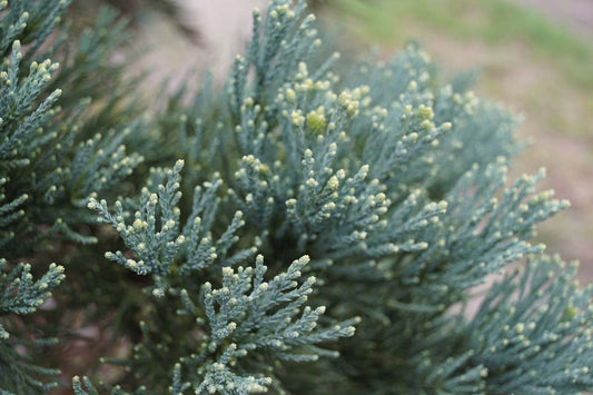 Sequoiadendron giganteum 'Glaucum' op stam