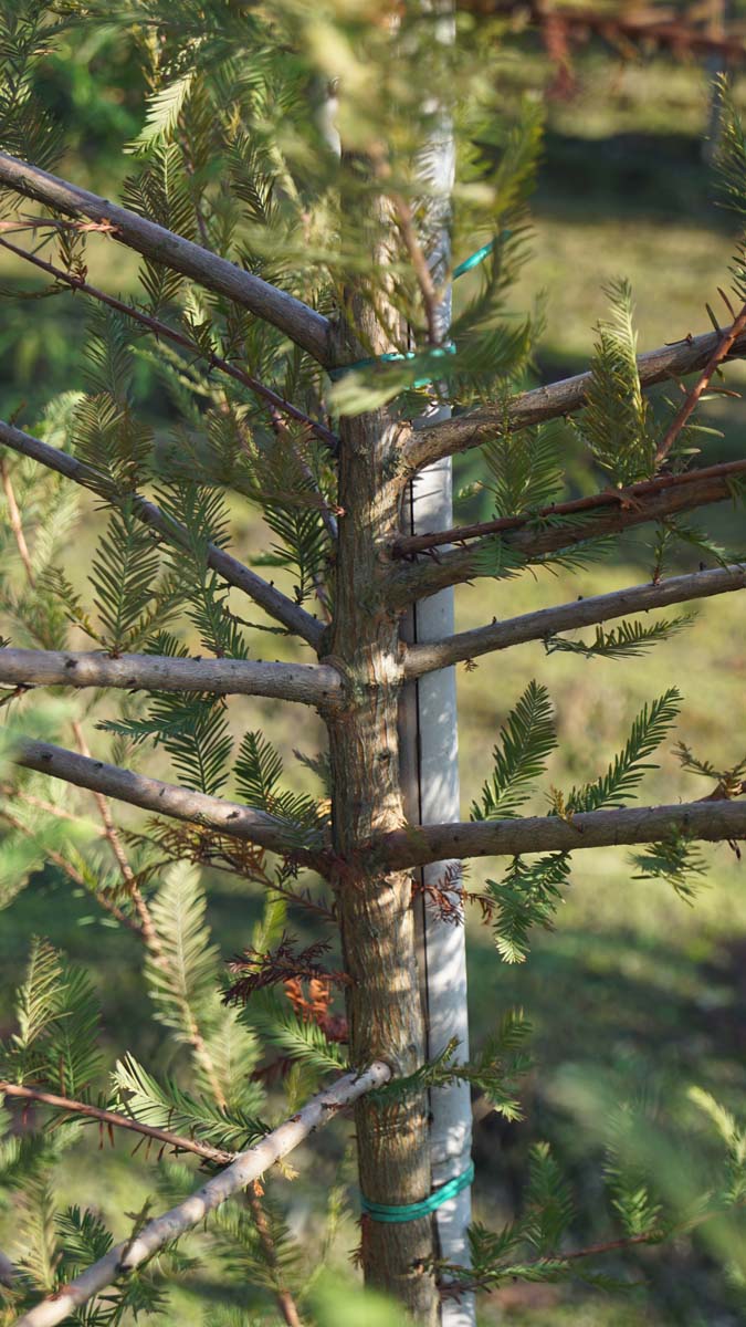 Taxodium distichum dakboom
