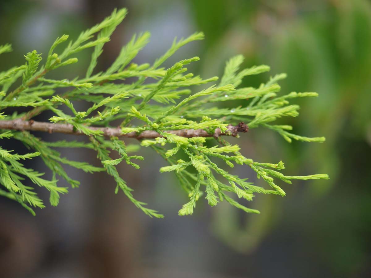 Taxodium distichum 'Nutans' op stam