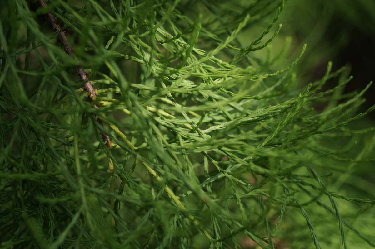 Taxodium distichum 'Nutans' solitair