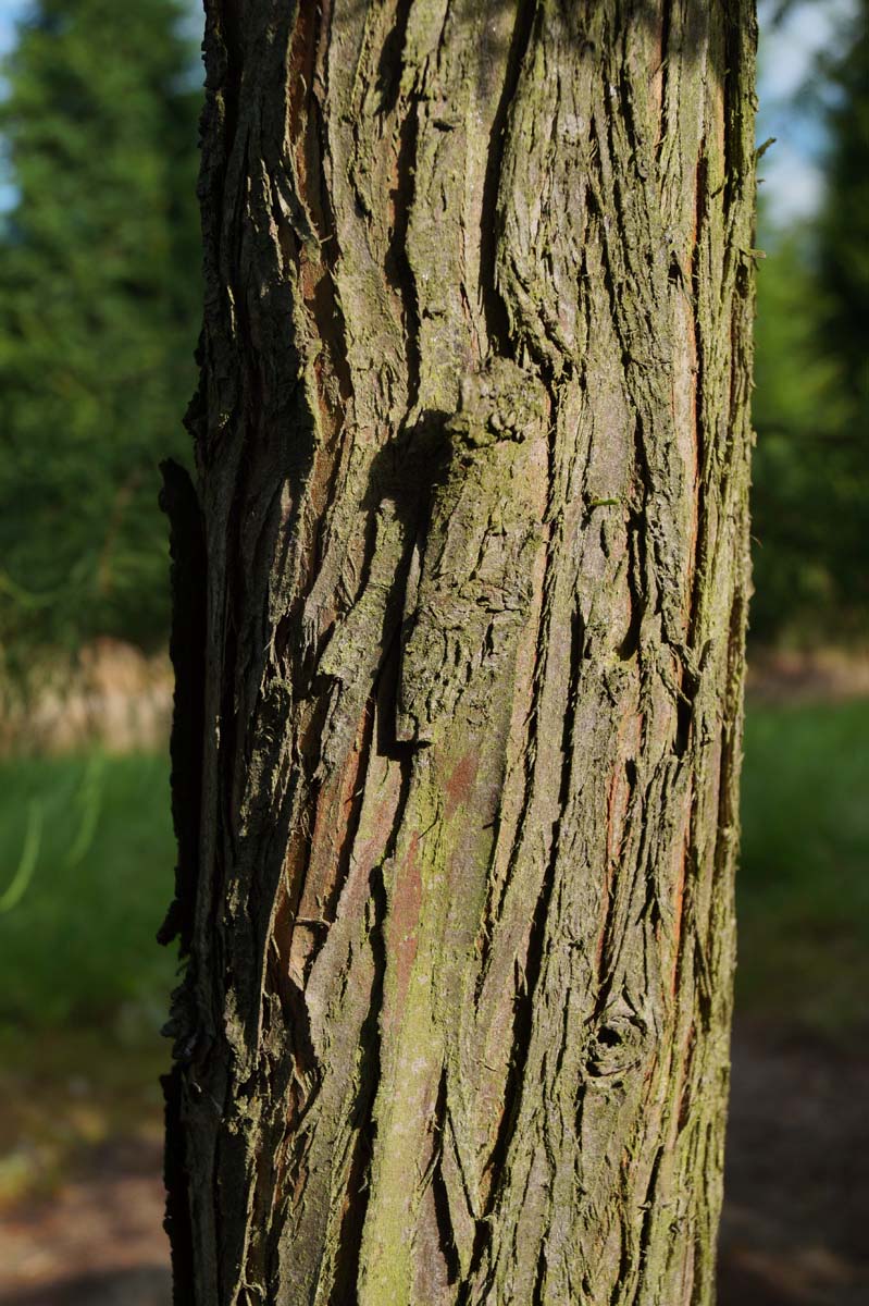 Taxodium distichum 'Nutans' solitair