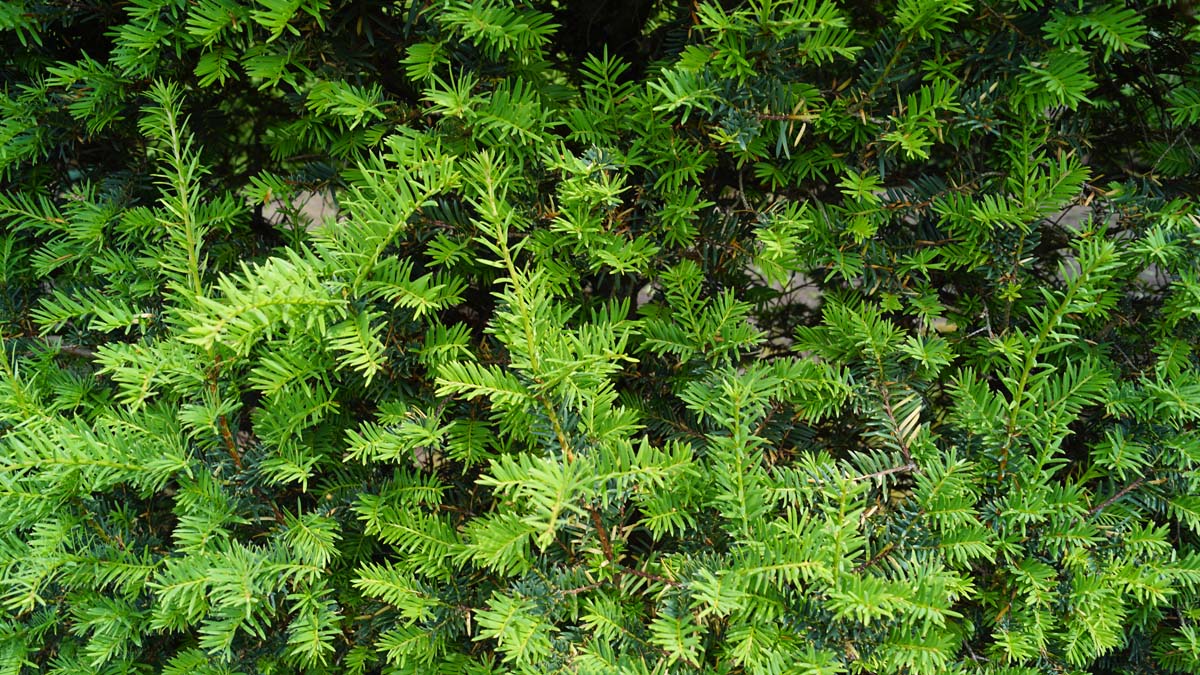 Taxus baccata haagplant twijg
