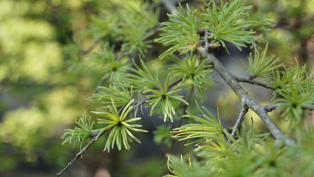 Pseudolarix amabilis op stam