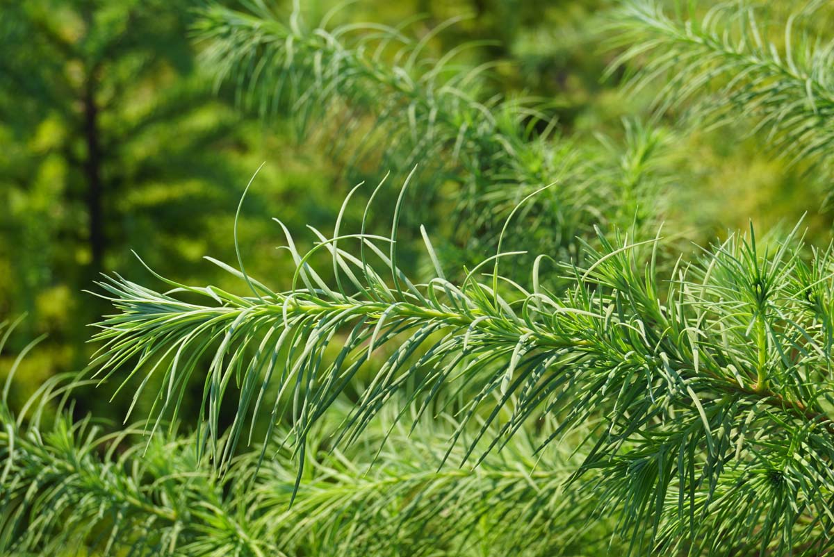 Pseudotsuga menziesii haagplant