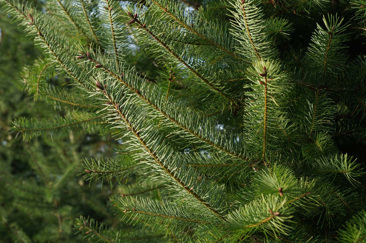Pseudotsuga menziesii solitair