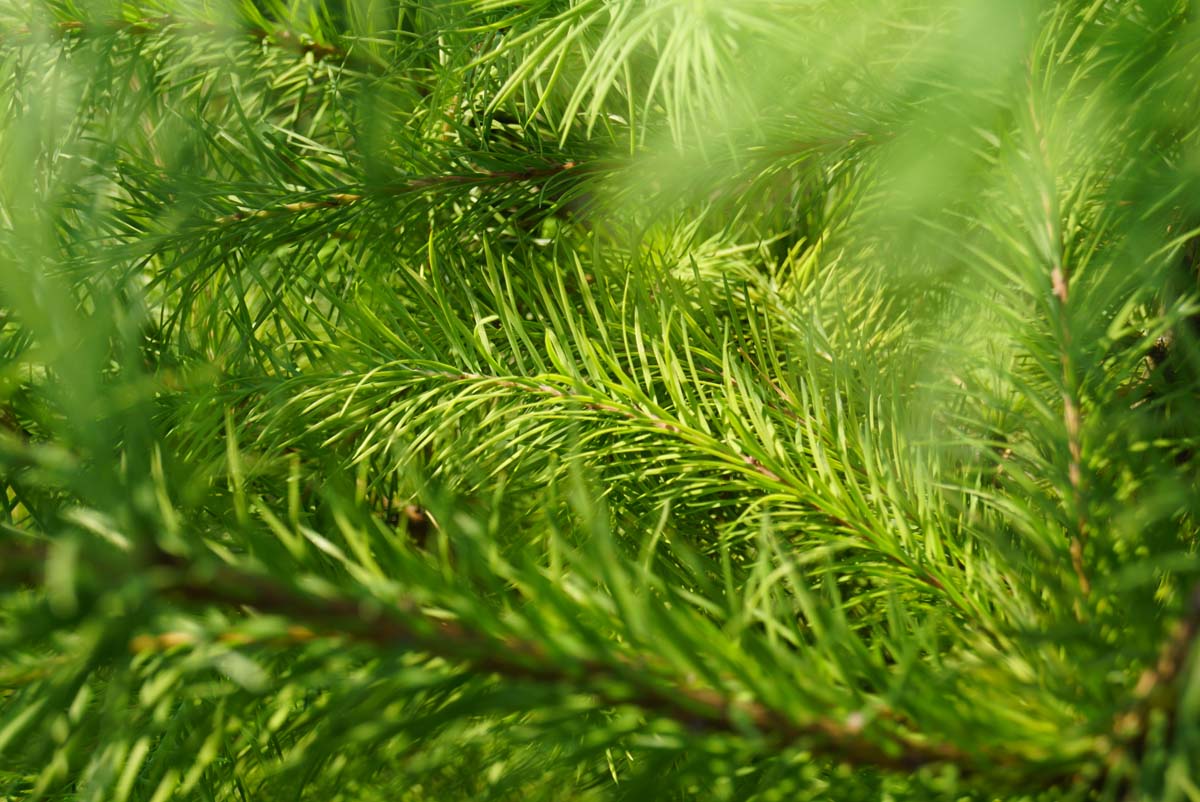 Pseudotsuga menziesii haagplant