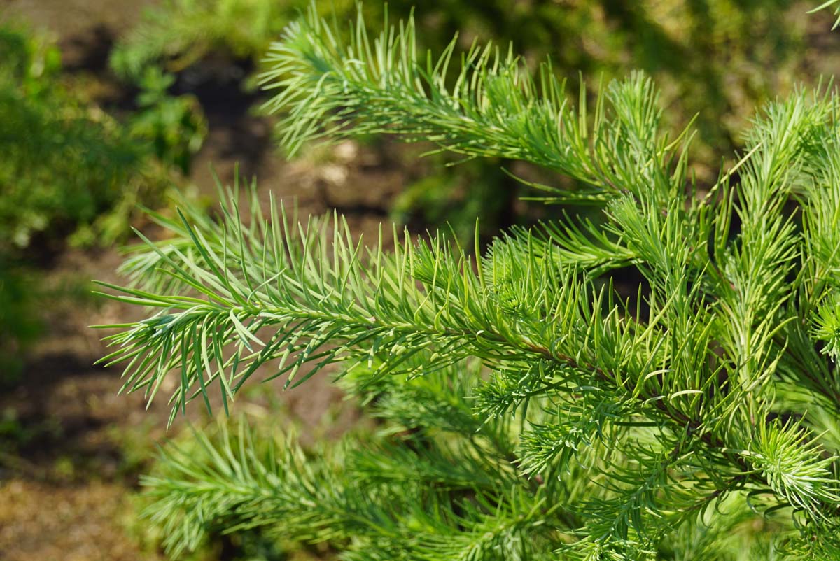 Pseudotsuga menziesii solitair