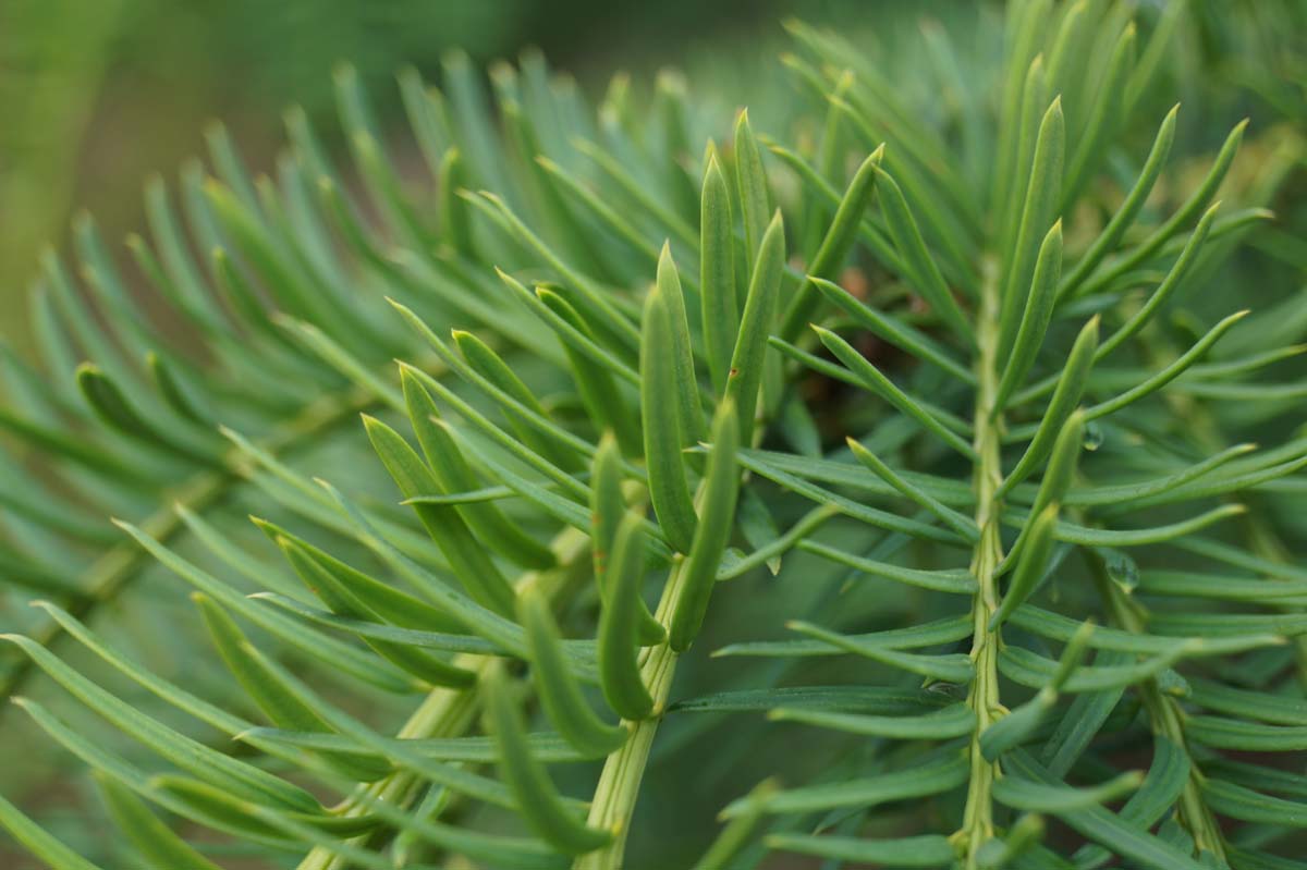 Taxus baccata 'Dovastoniana' solitair