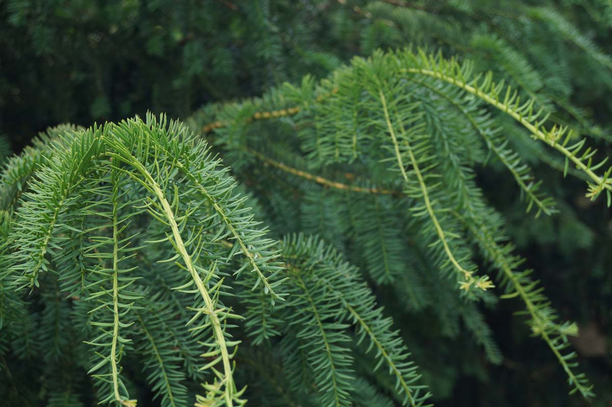 Taxus baccata 'Dovastoniana' solitair