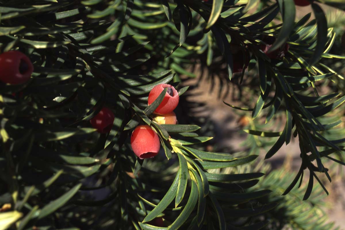 Taxus baccata 'Dovastonii Aurea' meerstammig / struik