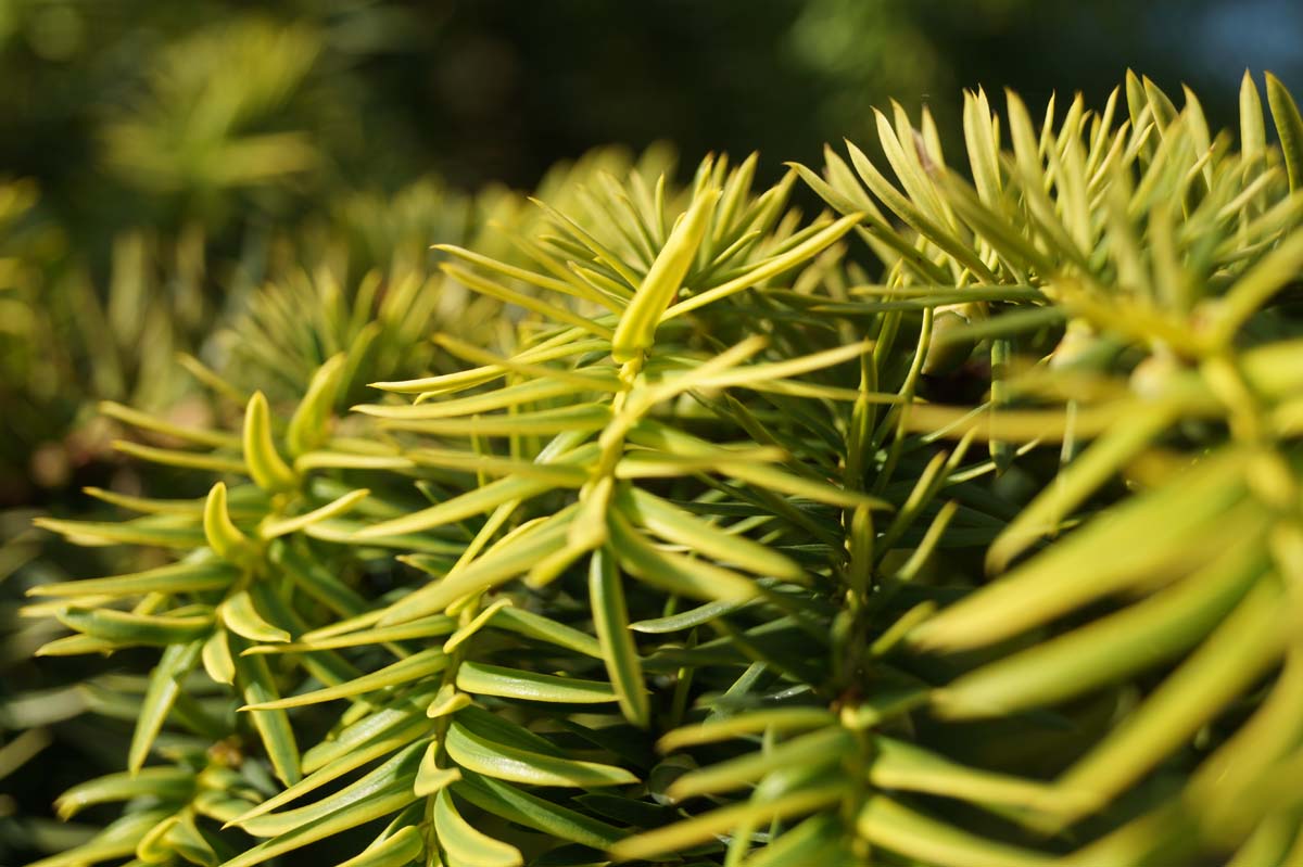 Taxus baccata 'Dovastonii Aurea' op stam