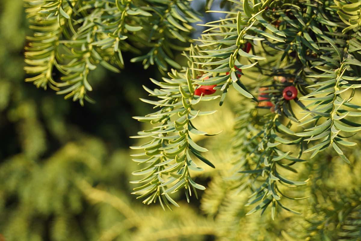 Taxus baccata 'Dovastonii Aurea' op stam
