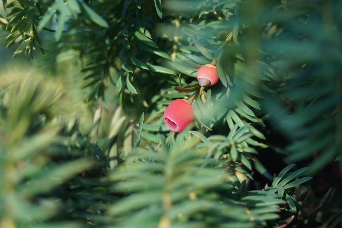 Taxus baccata 'Dovastonii Aurea' meerstammig / struik