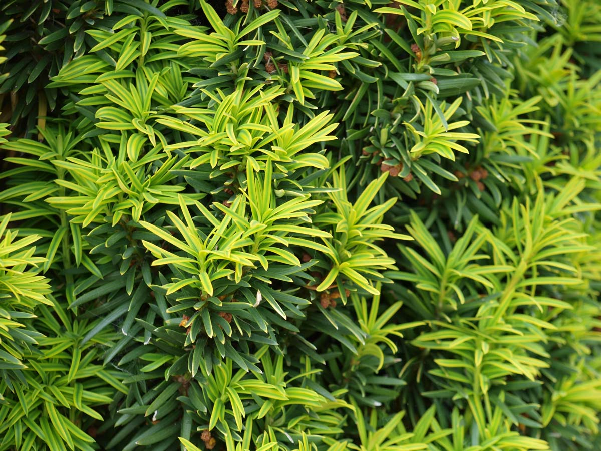 Taxus baccata 'Fastigiata Aurea' meerstammig / struik naald