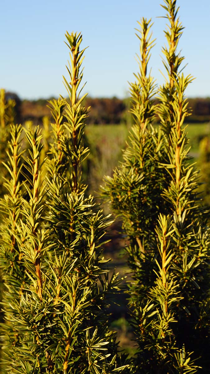 Taxus baccata 'Fastigiata Aurea' twijg